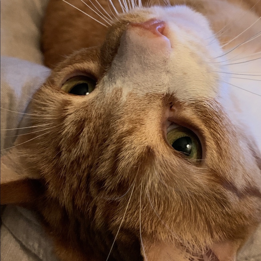 Meet your Posher, Ingrid